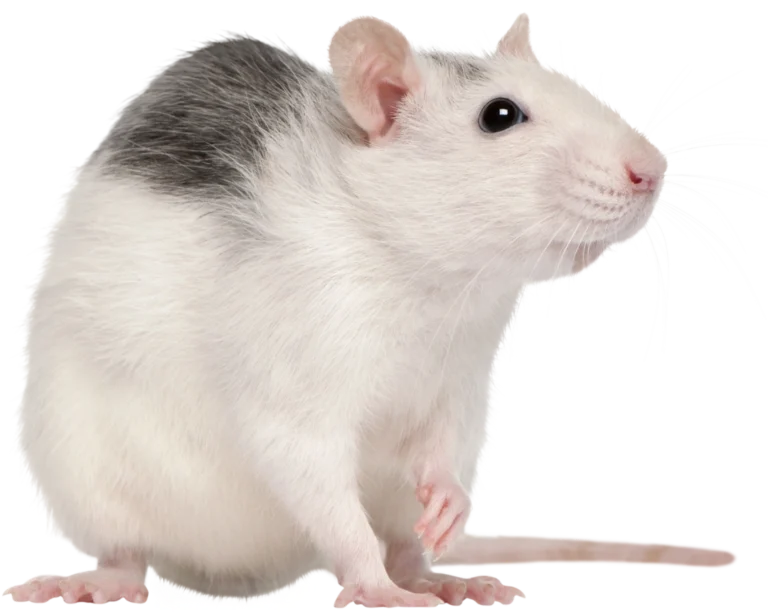 Zwalczanie szczurów